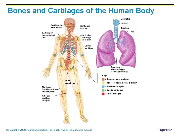 Bones and Cartilages of the Human Body Copyright © 2006 Pearson Education, Inc. ,