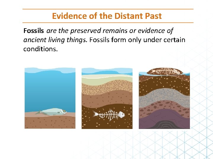 Evidence of the Distant Past Fossils are the preserved remains or evidence of ancient