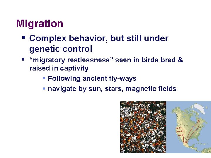 Migration § Complex behavior, but still under genetic control § “migratory restlessness” seen in Migration § Complex behavior, but still under genetic control § “migratory restlessness” seen in