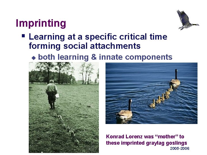 Imprinting § Learning at a specific critical time forming social attachments u both learning