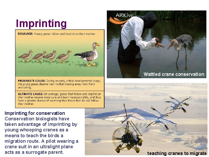 Imprinting Wattled crane conservation Imprinting for conservation Conservation biologists have taken advantage of imprinting Imprinting Wattled crane conservation Imprinting for conservation Conservation biologists have taken advantage of imprinting