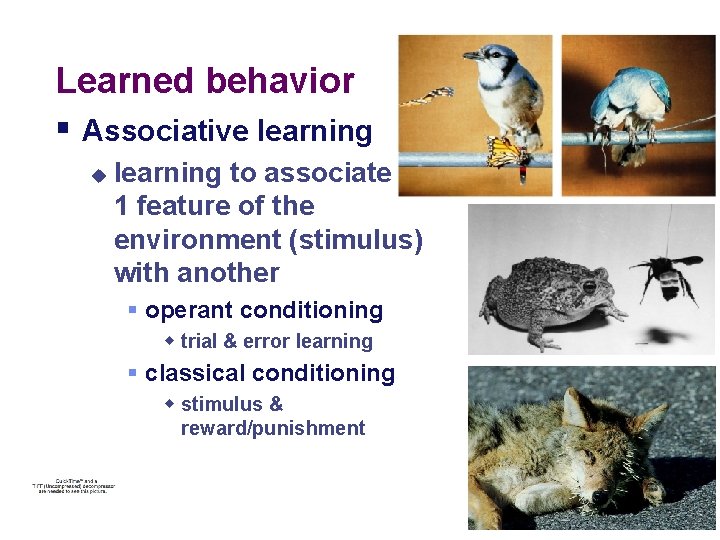 Learned behavior § Associative learning u learning to associate 1 feature of the environment