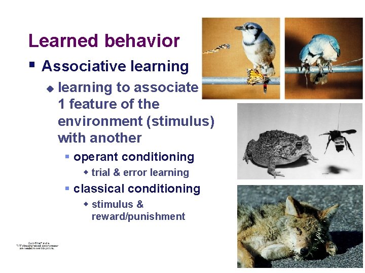 Learned behavior § Associative learning u learning to associate 1 feature of the environment Learned behavior § Associative learning u learning to associate 1 feature of the environment