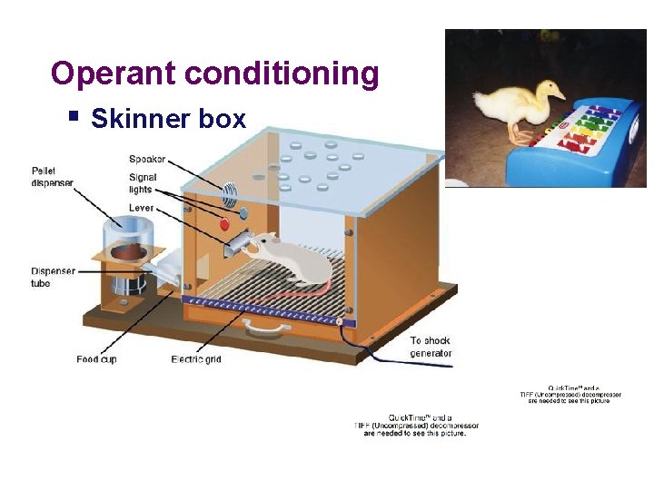 Operant conditioning § Skinner box 2005 -2006  Operant conditioning § Skinner box 2005 -2006