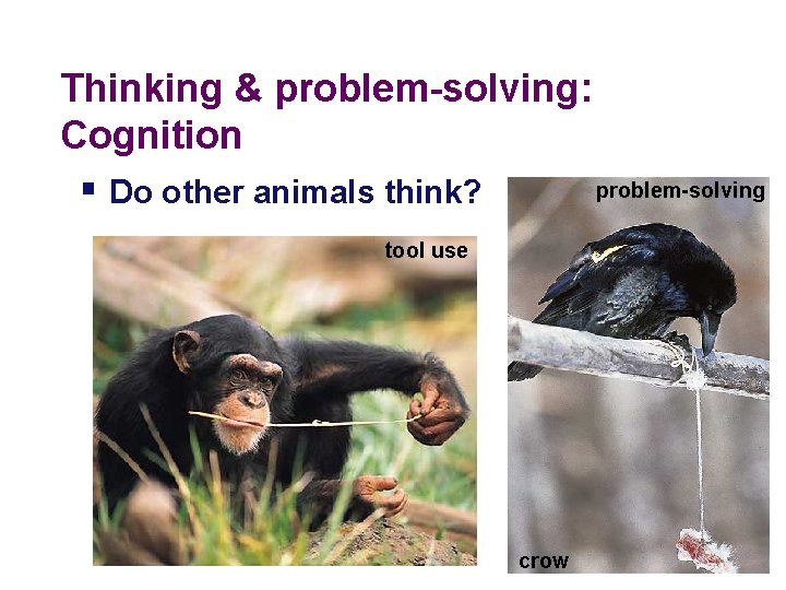 Thinking & problem-solving: Cognition problem-solving § Do other animals think? tool use crow 2005 Thinking & problem-solving: Cognition problem-solving § Do other animals think? tool use crow 2005