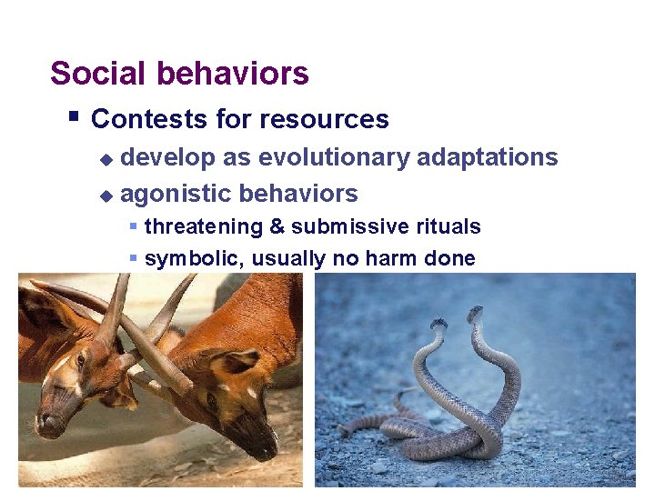 Social behaviors § Contests for resources develop as evolutionary adaptations u agonistic behaviors u