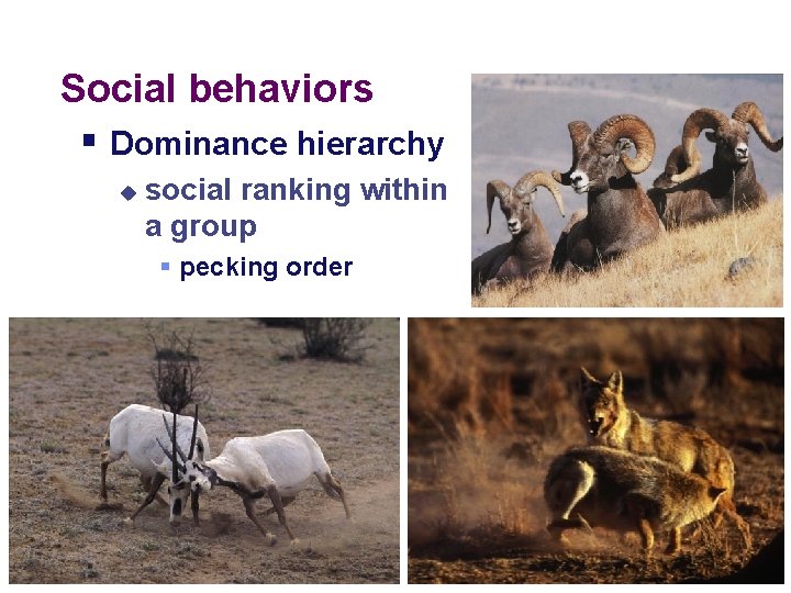 Social behaviors § Dominance hierarchy u social ranking within a group § pecking order Social behaviors § Dominance hierarchy u social ranking within a group § pecking order
