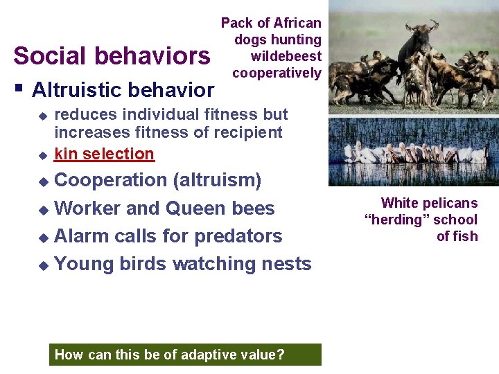 Social behaviors § Altruistic behavior u u Pack of African dogs hunting wildebeest cooperatively Social behaviors § Altruistic behavior u u Pack of African dogs hunting wildebeest cooperatively