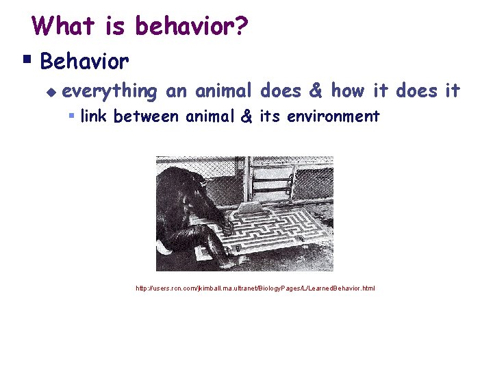 What is behavior? § Behavior u everything an animal does & how it does What is behavior? § Behavior u everything an animal does & how it does
