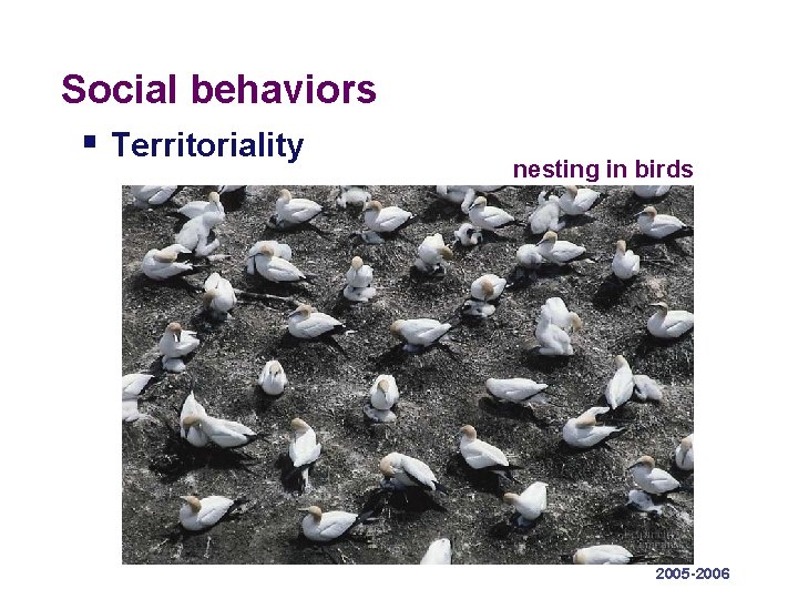 Social behaviors § Territoriality nesting in birds 2005 -2006  Social behaviors § Territoriality nesting in birds 2005 -2006