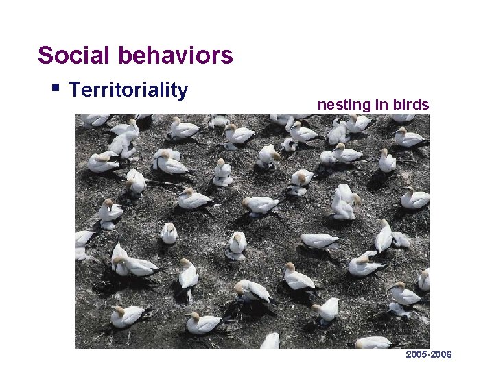 Social behaviors § Territoriality nesting in birds 2005 -2006 