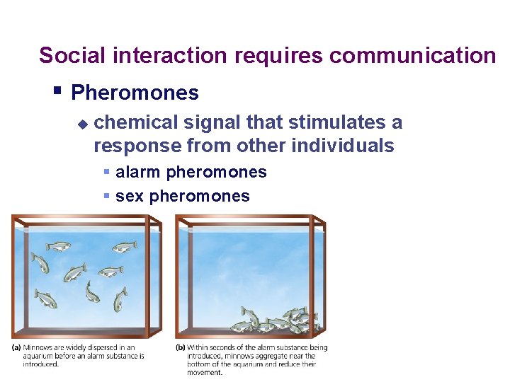 Social interaction requires communication § Pheromones u chemical signal that stimulates a response from