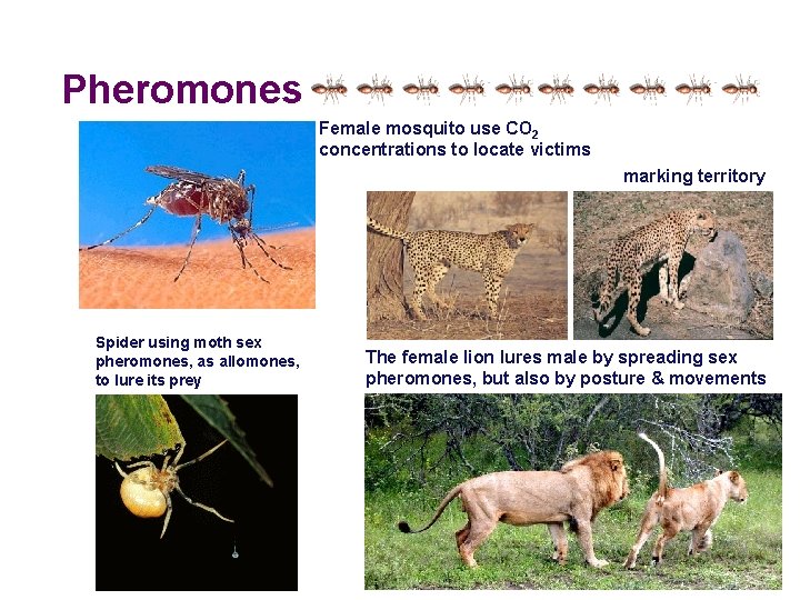 Pheromones Female mosquito use CO 2 concentrations to locate victims marking territory Spider using Pheromones Female mosquito use CO 2 concentrations to locate victims marking territory Spider using
