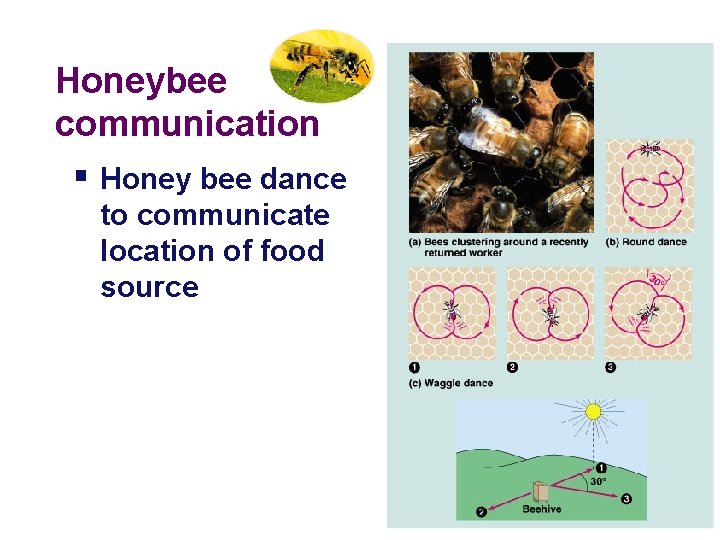 Honeybee communication § Honey bee dance to communicate location of food source 2005 -2006