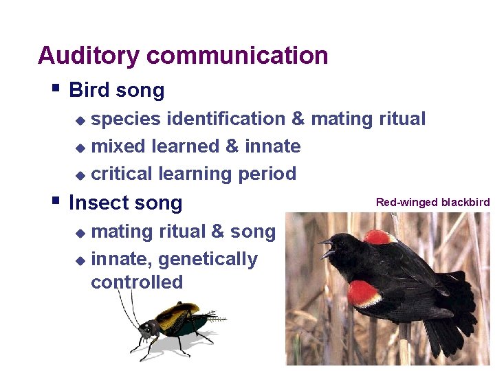 Auditory communication § Bird song species identification & mating ritual u mixed learned &