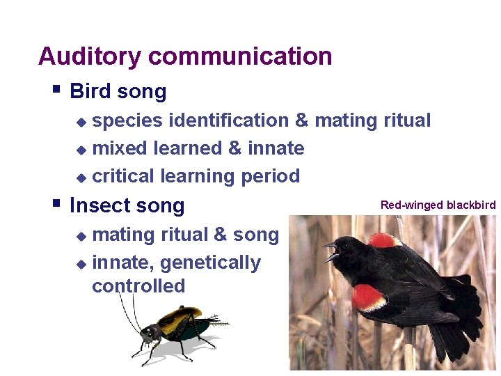 Auditory communication § Bird song species identification & mating ritual u mixed learned & Auditory communication § Bird song species identification & mating ritual u mixed learned &