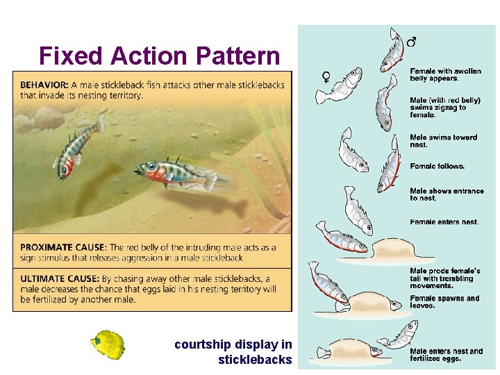 Fixed Action Pattern courtship display in sticklebacks 2005 -2006  Fixed Action Pattern courtship display in sticklebacks 2005 -2006