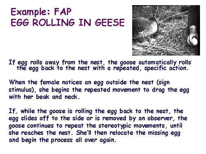 Example: FAP EGG ROLLING IN GEESE If egg rolls away from the nest, the Example: FAP EGG ROLLING IN GEESE If egg rolls away from the nest, the