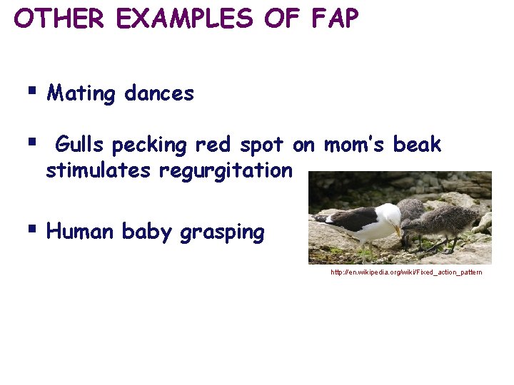 OTHER EXAMPLES OF FAP § Mating dances § Gulls pecking red spot on mom’s