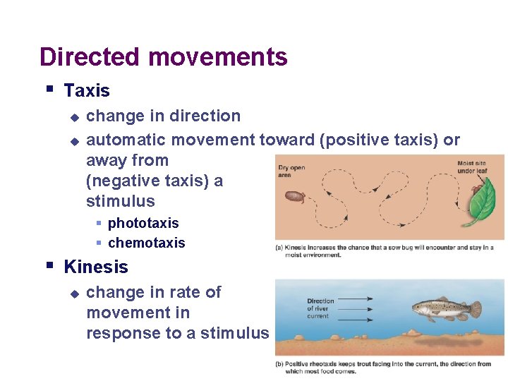 Directed movements § Taxis u u change in direction automatic movement toward (positive taxis)