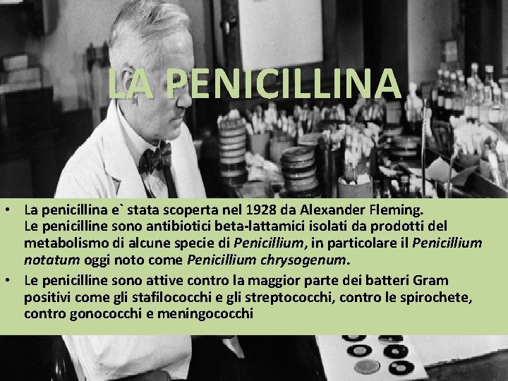 LA PENICILLINA • La penicillina e` stata scoperta nel 1928 da Alexander Fleming. Le