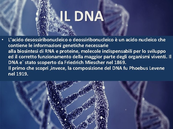 IL DNA • L'acido desossiribonucleico o deossiribonucleico è un acido nucleico che contiene le
