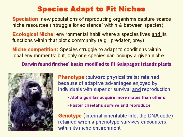 Species Adapt to Fit Niches Speciation: new populations of reproducing organisms capture scarce niche