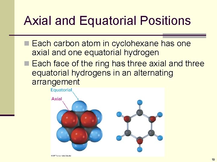 Axial and Equatorial Positions n Each carbon atom in cyclohexane has one axial and