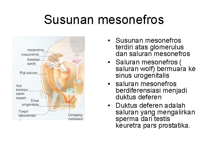 Susunan mesonefros • Susunan mesonefros terdiri atas glomerulus dan saluran mesonefros • Saluran mesonefros