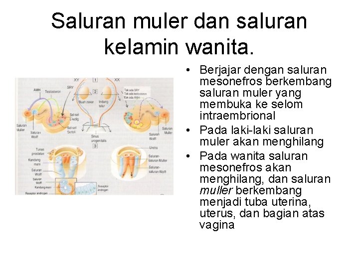 Saluran muler dan saluran kelamin wanita. • Berjajar dengan saluran mesonefros berkembang saluran muler