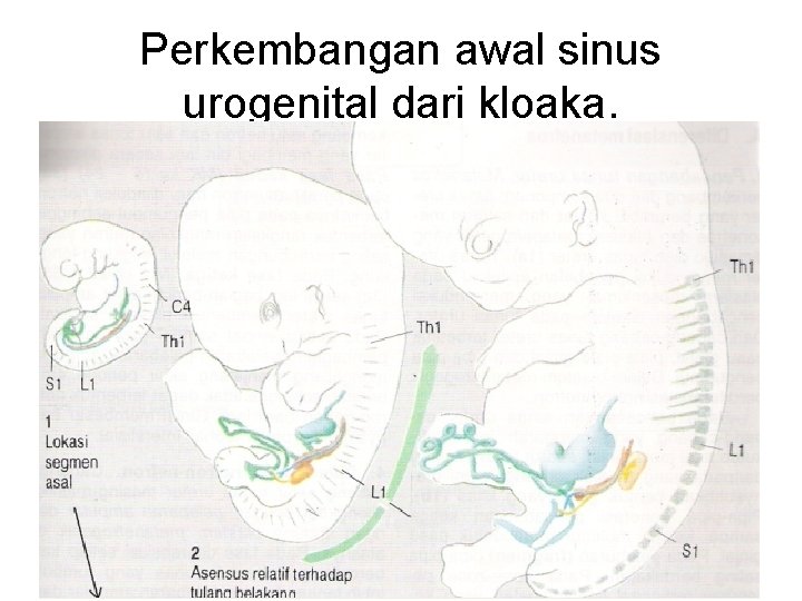 Perkembangan awal sinus urogenital dari kloaka. 
