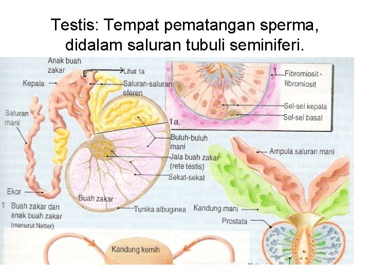 Testis: Tempat pematangan sperma, didalam saluran tubuli seminiferi. 