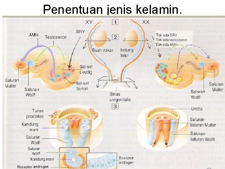 Penentuan jenis kelamin. 