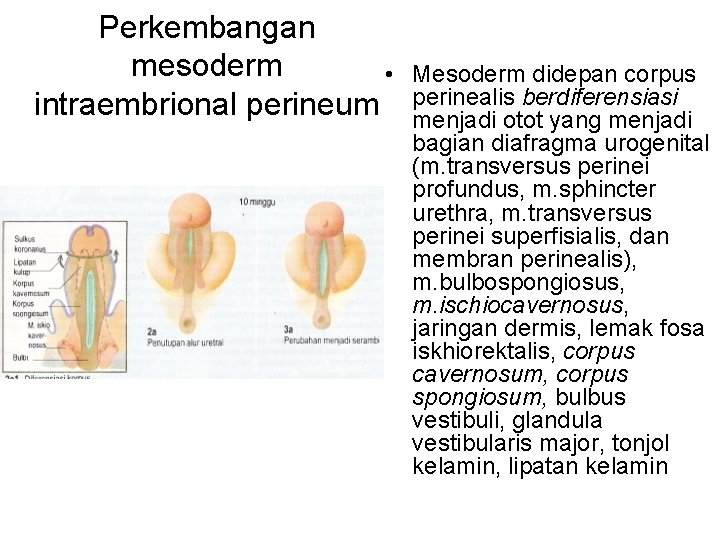 Perkembangan mesoderm • intraembrional perineum Mesoderm didepan corpus perinealis berdiferensiasi menjadi otot yang menjadi