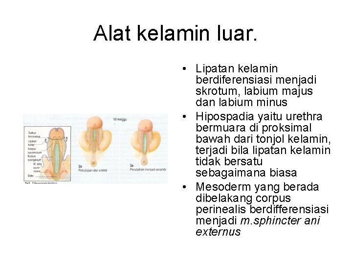 Alat kelamin luar. • Lipatan kelamin berdiferensiasi menjadi skrotum, labium majus dan labium minus