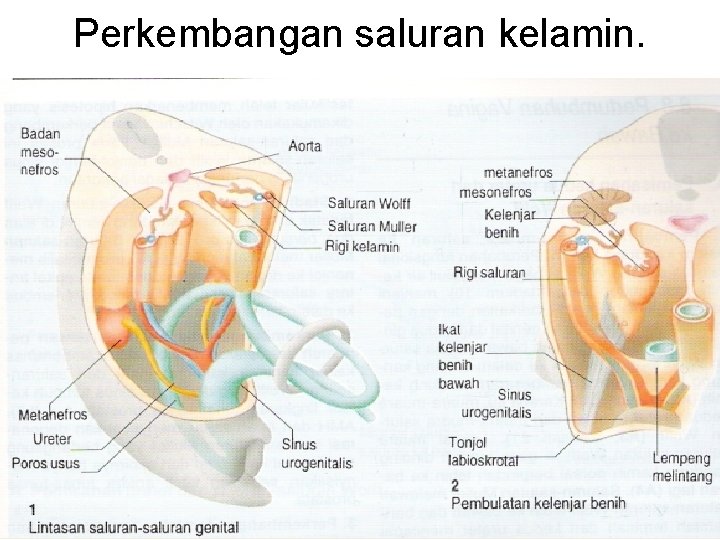 Perkembangan saluran kelamin. 