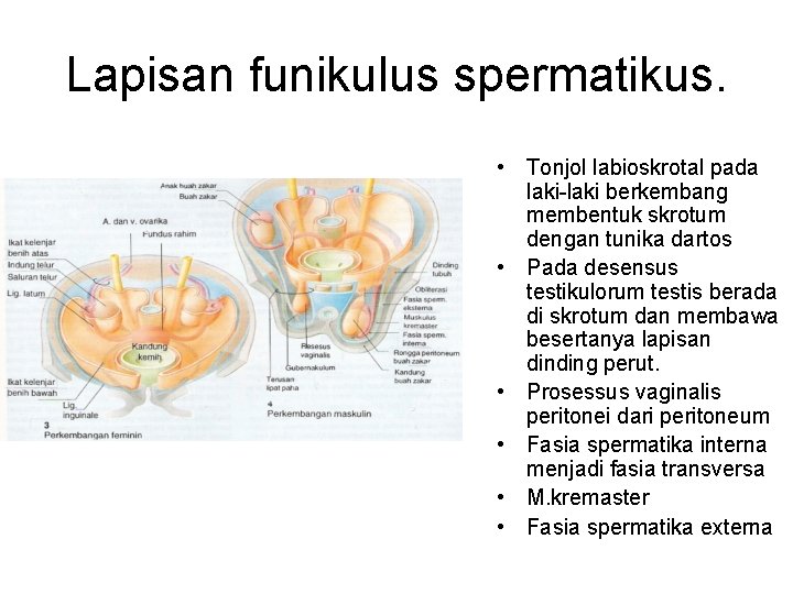 Lapisan funikulus spermatikus. • Tonjol labioskrotal pada laki-laki berkembang membentuk skrotum dengan tunika dartos