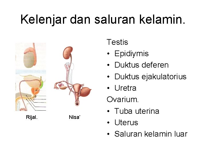 Kelenjar dan saluran kelamin. Rijal. Nisa’ Testis • Epidiymis • Duktus deferen • Duktus