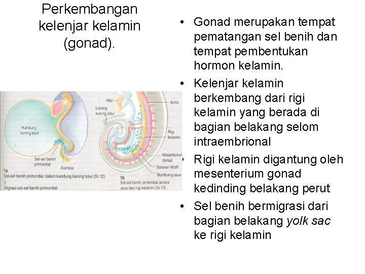 Perkembangan kelenjar kelamin (gonad). • Gonad merupakan tempat pematangan sel benih dan tempat pembentukan