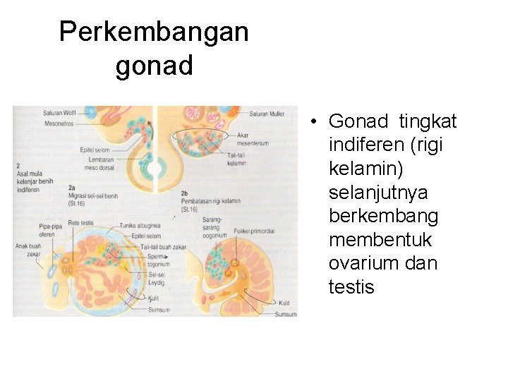 Perkembangan gonad • Gonad tingkat indiferen (rigi kelamin) selanjutnya berkembang membentuk ovarium dan testis