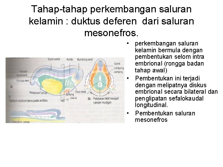 Tahap-tahap perkembangan saluran kelamin : duktus deferen dari saluran mesonefros. • perkembangan saluran kelamin
