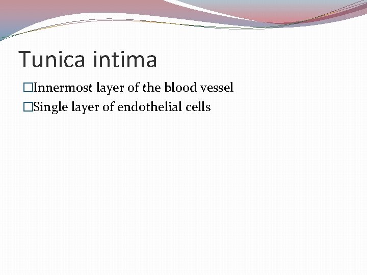 Tunica intima �Innermost layer of the blood vessel �Single layer of endothelial cells 