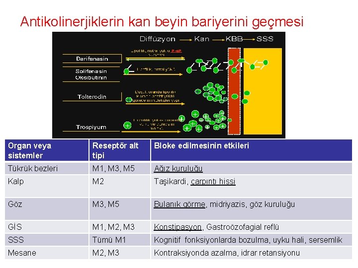 Antikolinerjiklerin kan beyin bariyerini geçmesi Organ veya sistemler Reseptör alt tipi Bloke edilmesinin etkileri