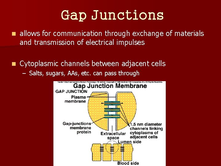 Gap Junctions n allows for communication through exchange of materials and transmission of electrical