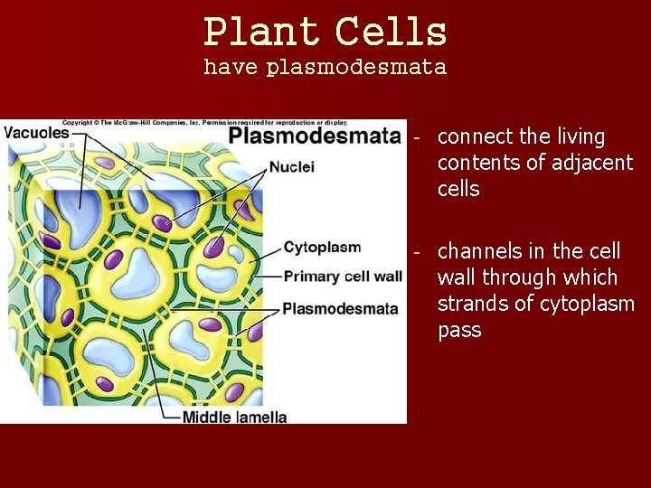 Plant Cells have plasmodesmata - connect the living contents of adjacent cells - channels
