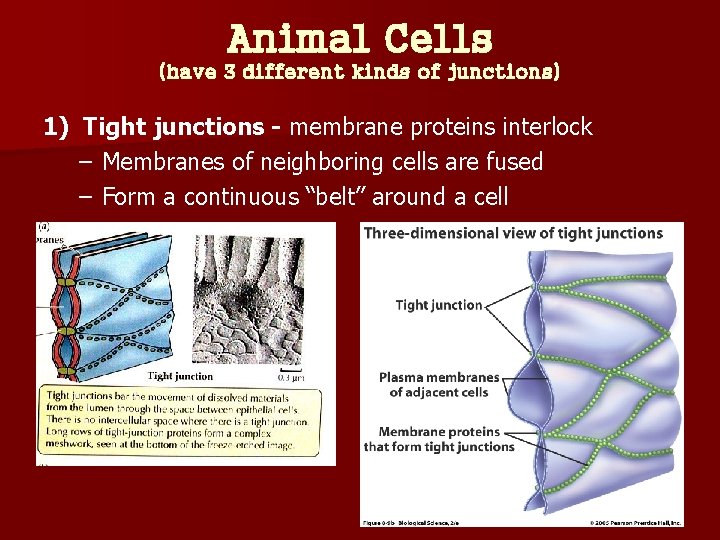 Animal Cells (have 3 different kinds of junctions) 1) Tight junctions - membrane proteins