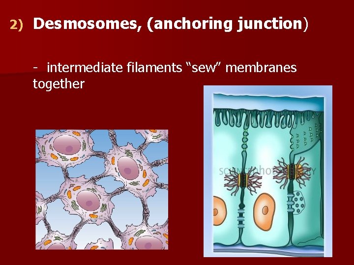 2) Desmosomes, (anchoring junction) - intermediate filaments “sew” membranes together 
