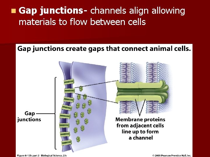n Gap junctions- channels align allowing materials to flow between cells 