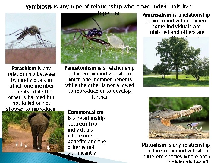 Symbiosis is any type of relationship where two individuals live together Amensalism is a