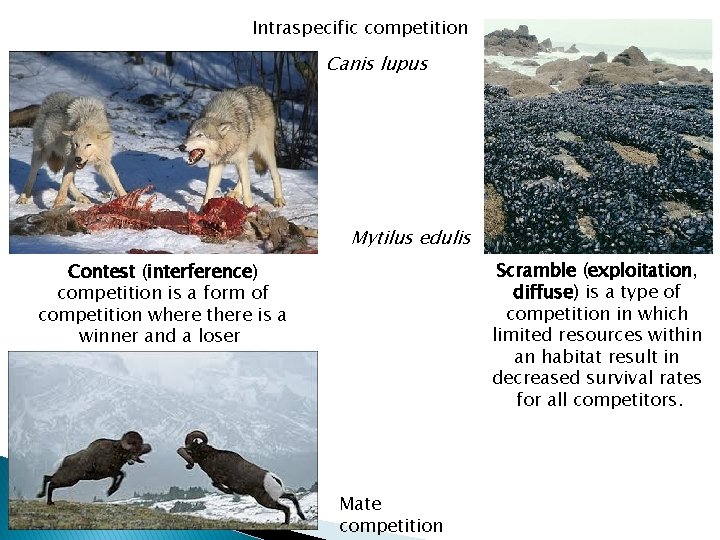 Intraspecific competition Canis lupus Mytilus edulis Scramble (exploitation, diffuse) is a type of competition